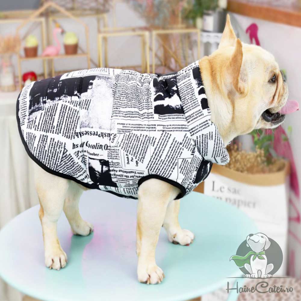 Vesta Bulldog, imblanita #HC768 - imagine 2