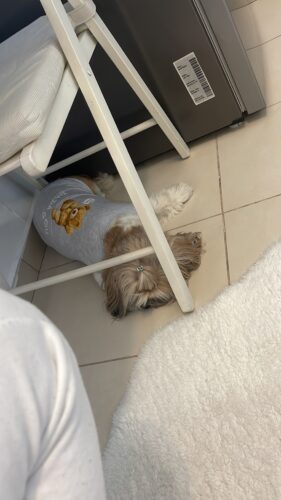 Tricou pentru catei - Gri #HC1115 photo review