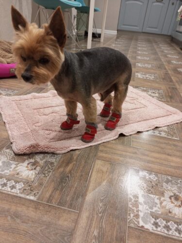 Papuci imblaniti pentru catei - DOG - Rosi #P21 photo review