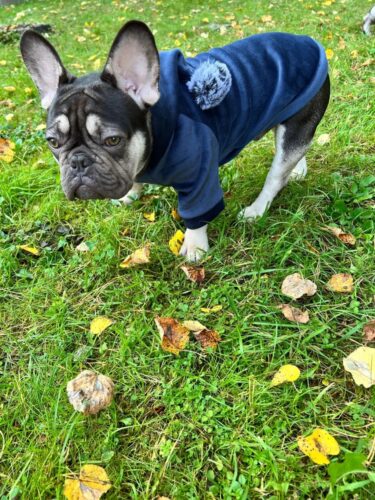 Hanorac Catifea cu Gluga si Ciucure - Albastru #H540 photo review