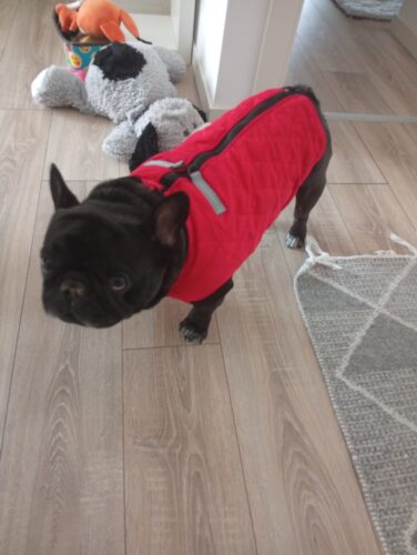 Vesta Bulldog, Matlasata, Impermeabila - Rosie #HC825 photo review