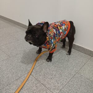 Hanorac Bulldog #HC383 photo review