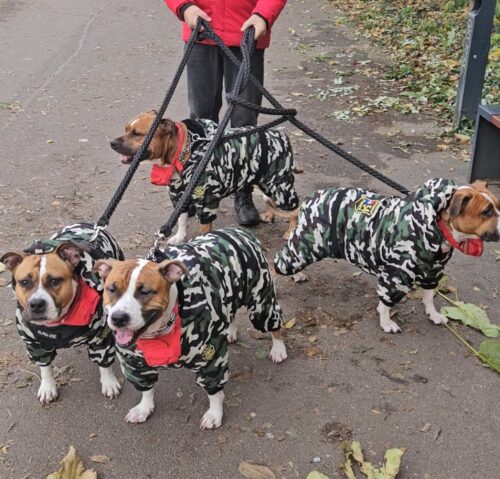 Salopeta caini talie mare cu gluga, imblanita - Military #HM050 photo review