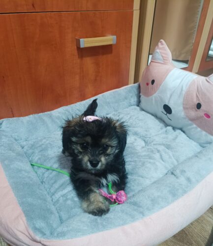 Pat pentru caini de talie mica #PC34 photo review