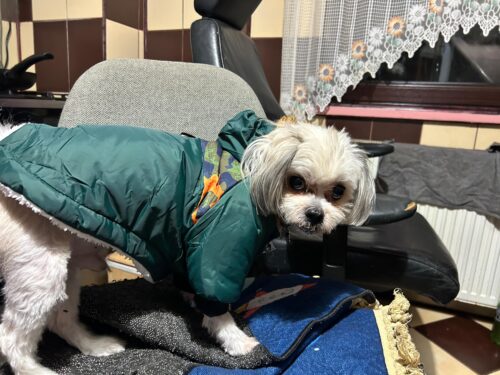 Geaca cu Gluga, Imblanita, Impermeabila - Verde #HC641 photo review