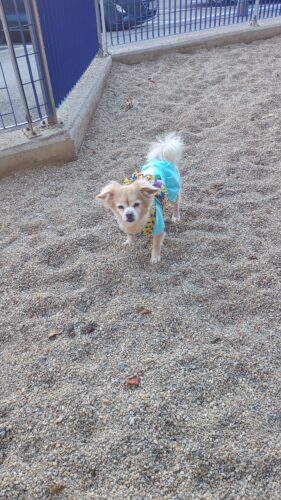 Rochita, Albastra #HC1876 photo review