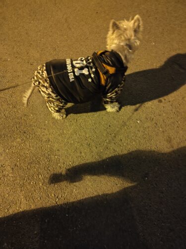 Salopeta caini talie mare, imblanita, impermeabila, neagra, #HM001 photo review