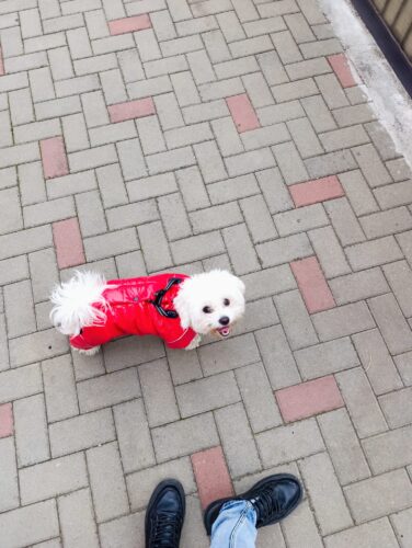 Salopeta Imblanita, Impermeabila, Inel Pentru Lesa HC1758-1764 photo review