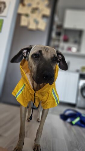 Pelerina pentru caini de talie mare, Gluga, Portocalie #HM064 photo review