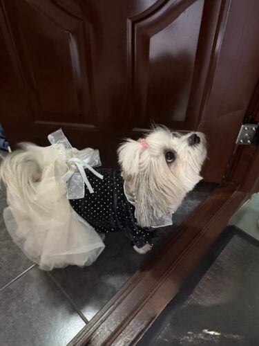 Rochita Eleganta #HC2033 photo review