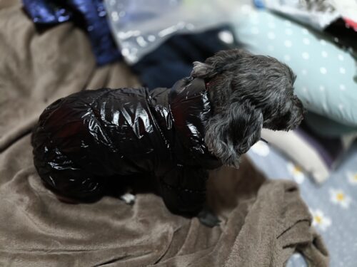 Salopeta neagra, imblanita, impermeabila #HC184 photo review