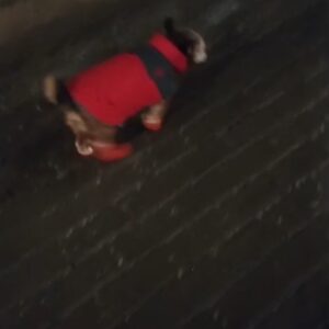 Papuci imblaniti, Portocalii, #P17 photo review