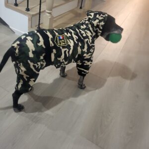 Salopeta caini talie mare cu gluga, imblanita - Military #HM050 photo review