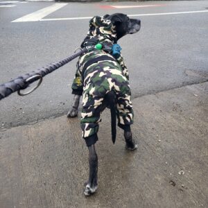 Salopeta caini talie mare cu gluga, imblanita - Military #HM050 photo review