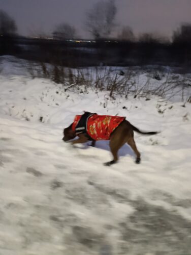 Vesta caini talie mare, impermeabila #HM121 photo review