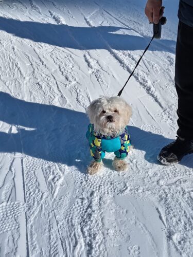 Salopeta Full Body - Impermeabila - Military/Albastru #HC340 photo review