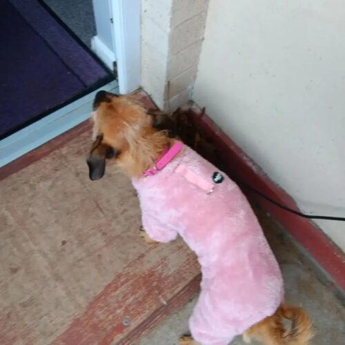 Salopeta pufoasa cu inel pentru lesa, Roz #HC1321 photo review