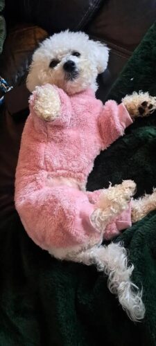 Salopeta pufoasa cu inel pentru lesa, Roz #HC1321 photo review