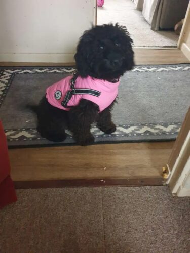 Vesta Impermeabila, Imblanita + Ham incorporat - Roz #HC1564 photo review