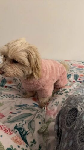 Salopeta pufoasa cu inel pentru lesa, Roz #HC1321 photo review