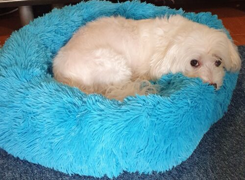 Patut Pufos Pentru Caini si Pisici - Albastru #PC02 photo review