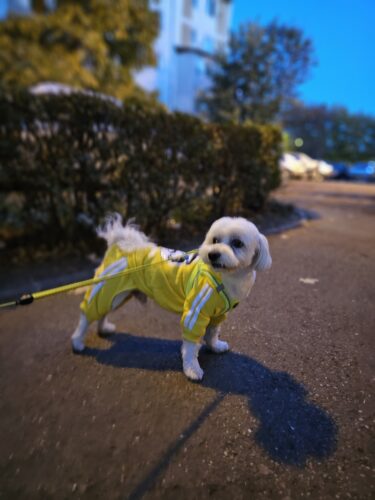 Trening DogBaby, Galben #HC199 photo review
