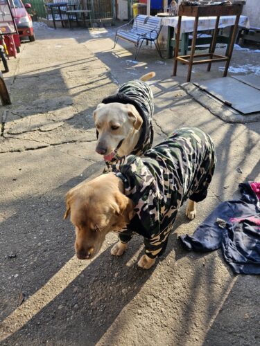 Salopeta caini talie mare cu gluga, imblanita - Military #HM050 photo review