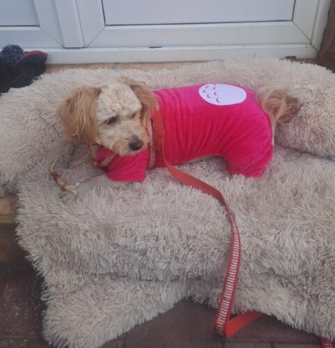 Salopeta Cocolino - Maro #HC475 photo review