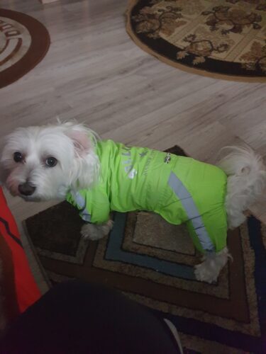 Pelerina Ploaie Pentru Catei, Verde #HC1223 photo review