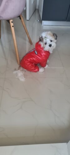 Salopeta imblanita, Impermeabila, Gluga, Inel pentru Lesa, Rosie #HC1791 photo review