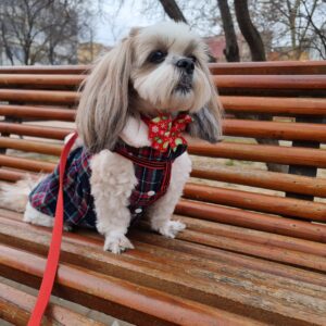 Rochita Eleganta, Imblanita, Inel pentru lesa #HC1955 photo review