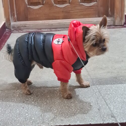 Salopeta Matlasata, Impermeabila, Gluga - Negru/Rosu #HC1962 photo review