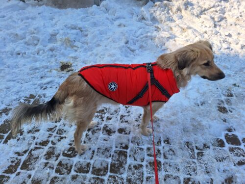 Vesta caini talie mare, imblanita, impermeabila, ham incorporat, Rosie #HM015 photo review