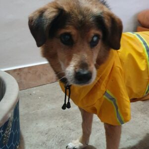 Pelerina pentru caini de talie mare, Gluga, Portocalie #HM064 photo review