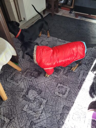 Geaca impermeabila, imblanita, Gluga, Rosie #HC1953 photo review