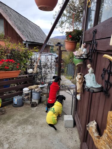 Trening pentru catei, Adidog, Galben #HC1858 photo review