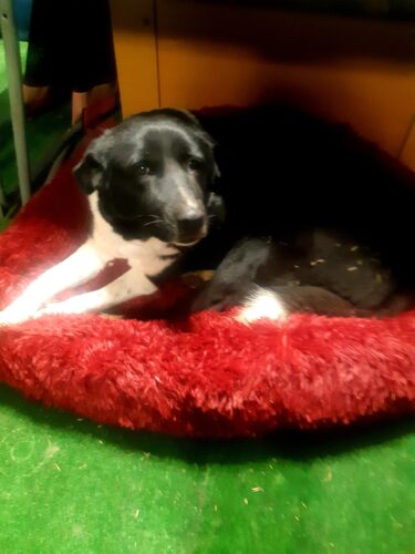 Pat Pufos Pentru Caini si Pisici #PC28 photo review