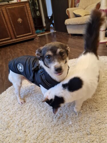 Vesta Impermeabila, Imblanita + Ham incorporat - Neagra #HC387 photo review