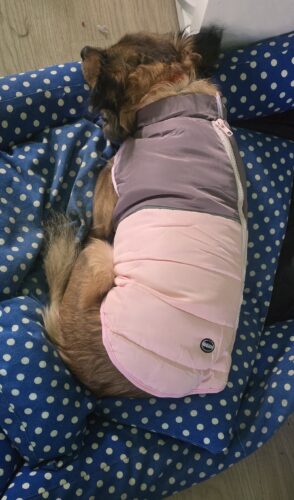 Vesta matlasata, impermeabila, Roz/Mov #HC1447 photo review