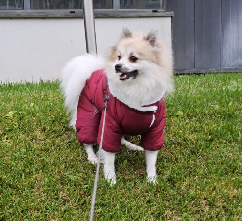 Salopeta cu gluga, Imblanita, Impermeabila, Inel pentru lesa, Visiniu #HC1588 photo review