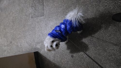 Salopeta albastra, imblanita, impermeabila #HC182 photo review