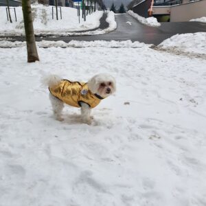 Vesta Matlasata, Impermeabila, Inel pentru lesa, Aurie #HC1486 photo review