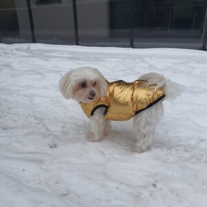 Vesta Matlasata, Impermeabila, Inel pentru lesa, Aurie #HC1486 photo review