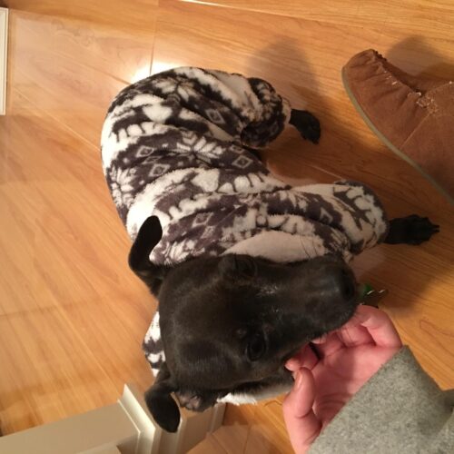 Salopeta Cocolino - Cerbi - Maro #HC510 photo review