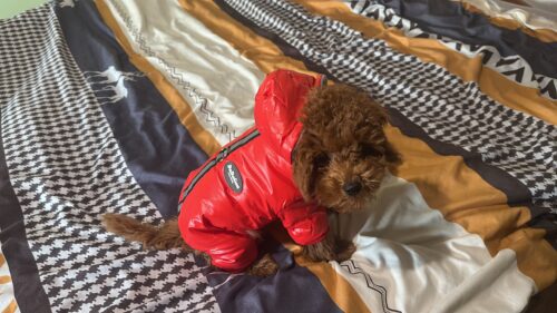 Salopeta imblanita, Impermeabila, Gluga, Inel pentru Lesa, Rosie #HC1791 photo review