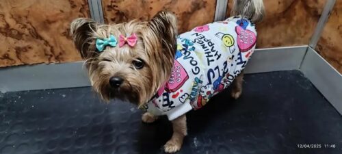 Vesta impermeabila, Inchidere cu fermoar, Inel pentru lesa #HC1820 photo review