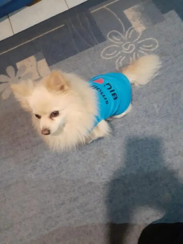 Tricou - Small Dog Big ❤️ - Albastru #HC1123 photo review