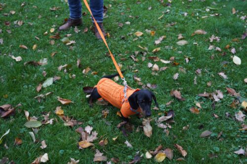 Pulover Tricotat, Portocaliu #HC398 photo review