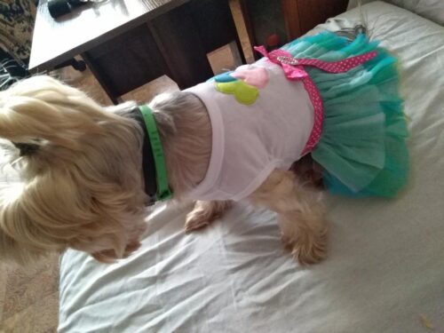 Rochita pentru Catei #HC1169 photo review