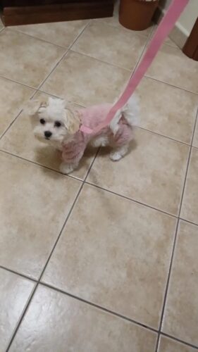 Salopeta pufoasa cu inel pentru lesa, Roz #HC1321 photo review